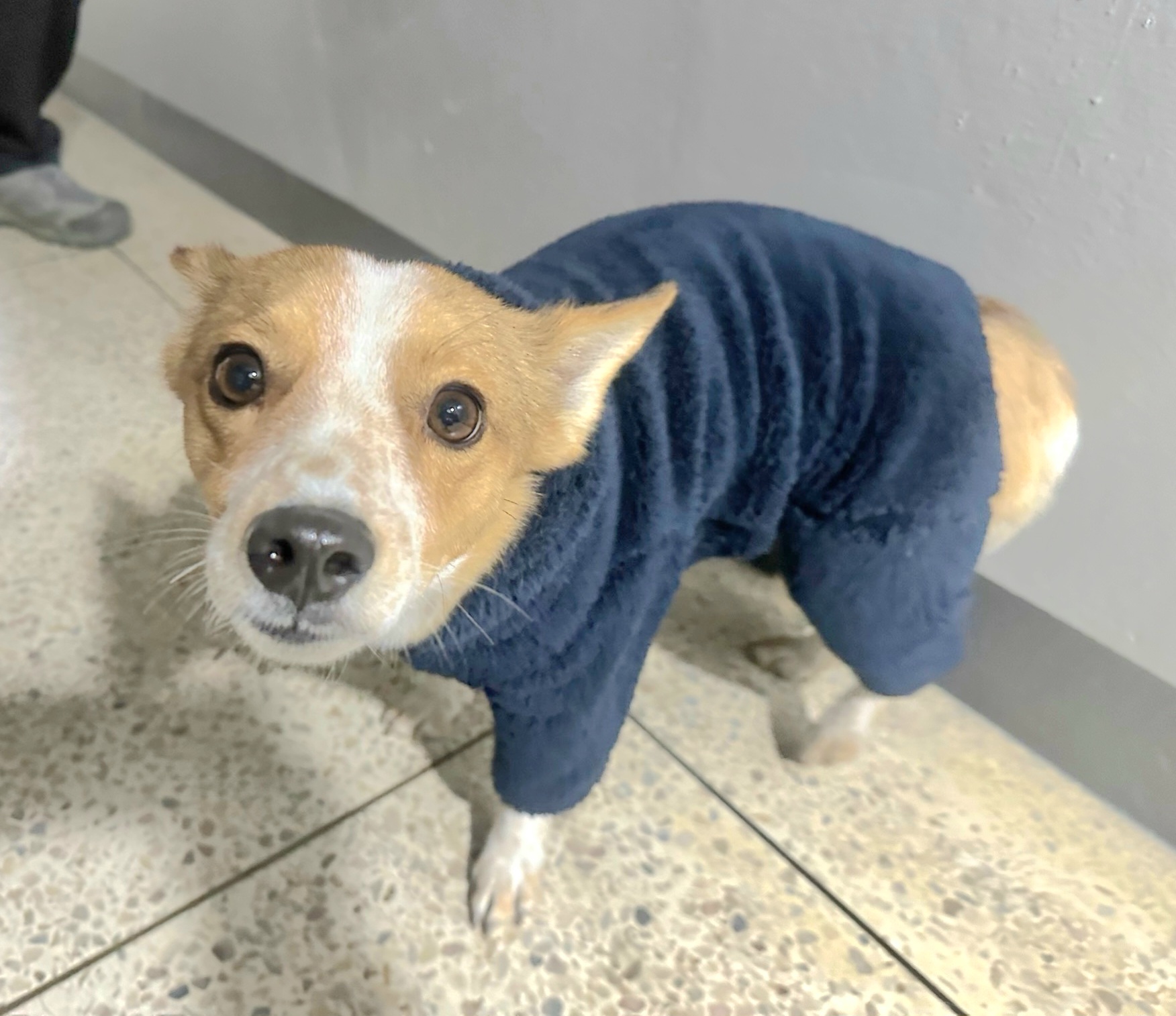 보호중 믹스견의 가…